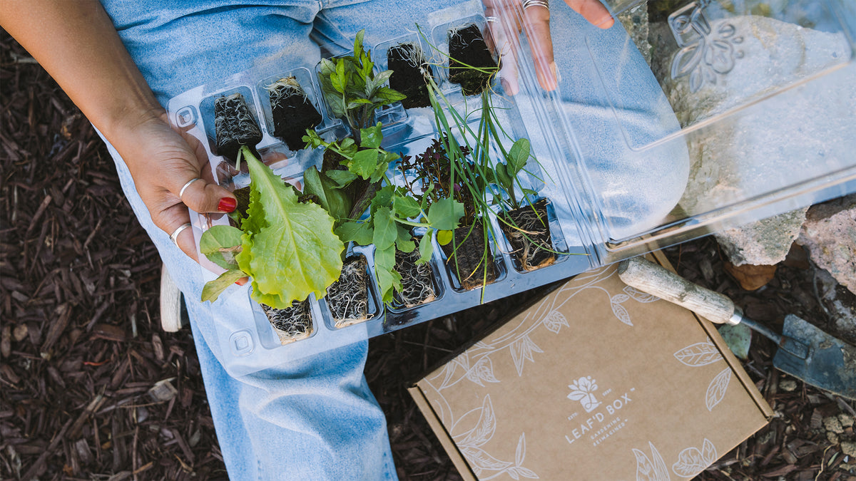 All Products Leaf'd Box