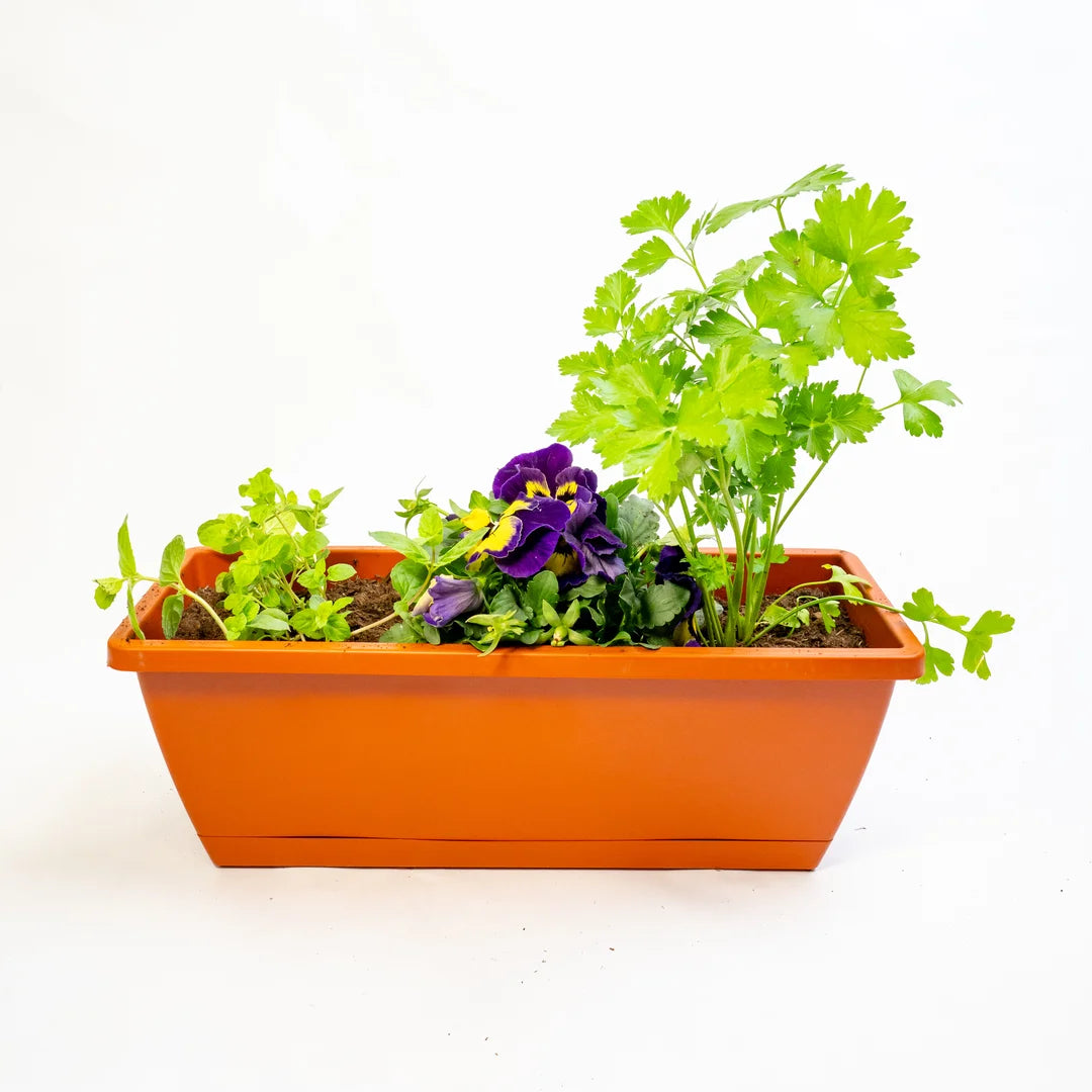 Windowsill Planter Kit with Plantlings