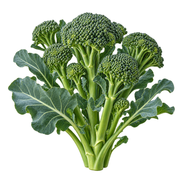 Seasonal plant preview for Region 1