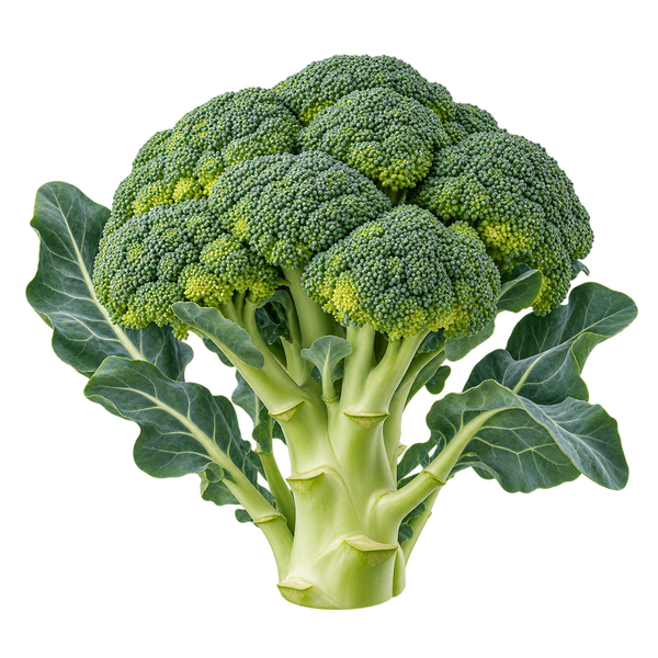 Seasonal plant preview for Region 1