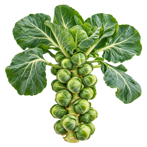 Seasonal plant preview for Region 1