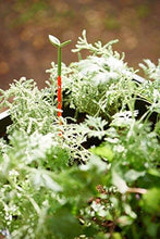 Load image into Gallery viewer, Keter Urban Bloomer 22.4 Gallon Raised Garden Bed with Self Watering Planter Box and Drainage Plug, Anthracite