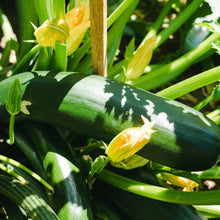 Load image into Gallery viewer, Leaf’d Box Education Kit