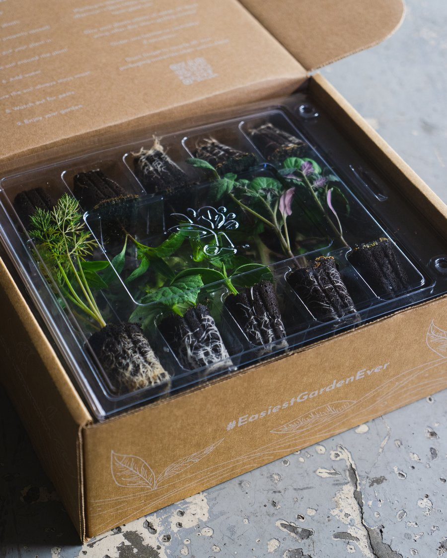 Leaf’d Box Education Kit Leaf'd Box