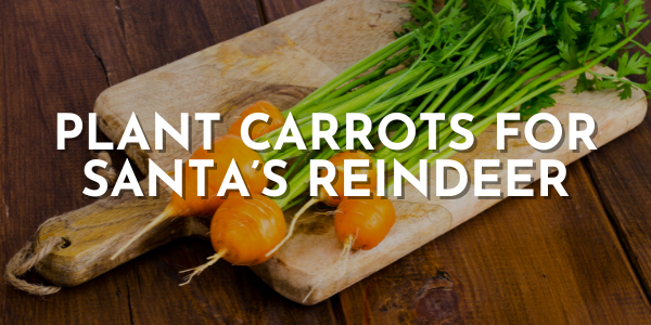 Planting Carrots for Santa's Reindeer