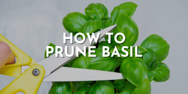 How to Prune Basil