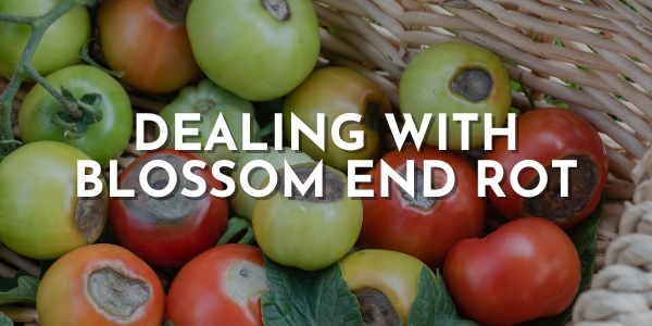 Dealing with Blossom End Rot