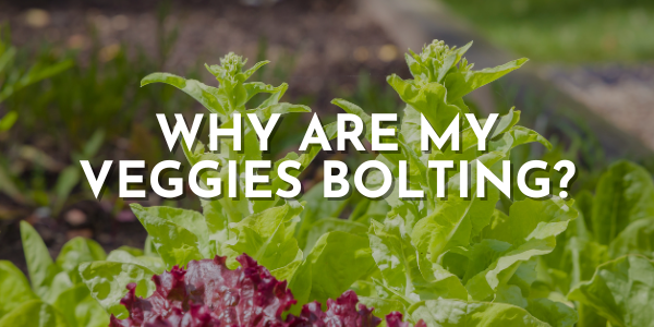 Why Are My Veggies Bolting?