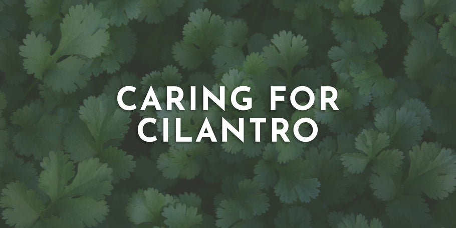 Caring for Cilantro