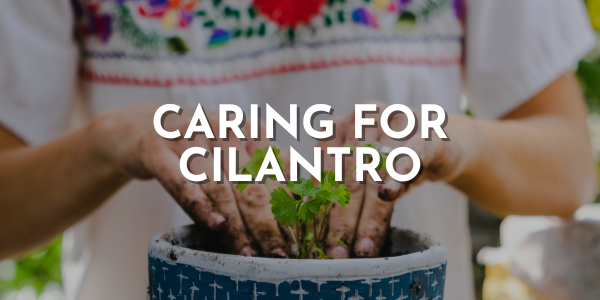 Caring for Cilantro