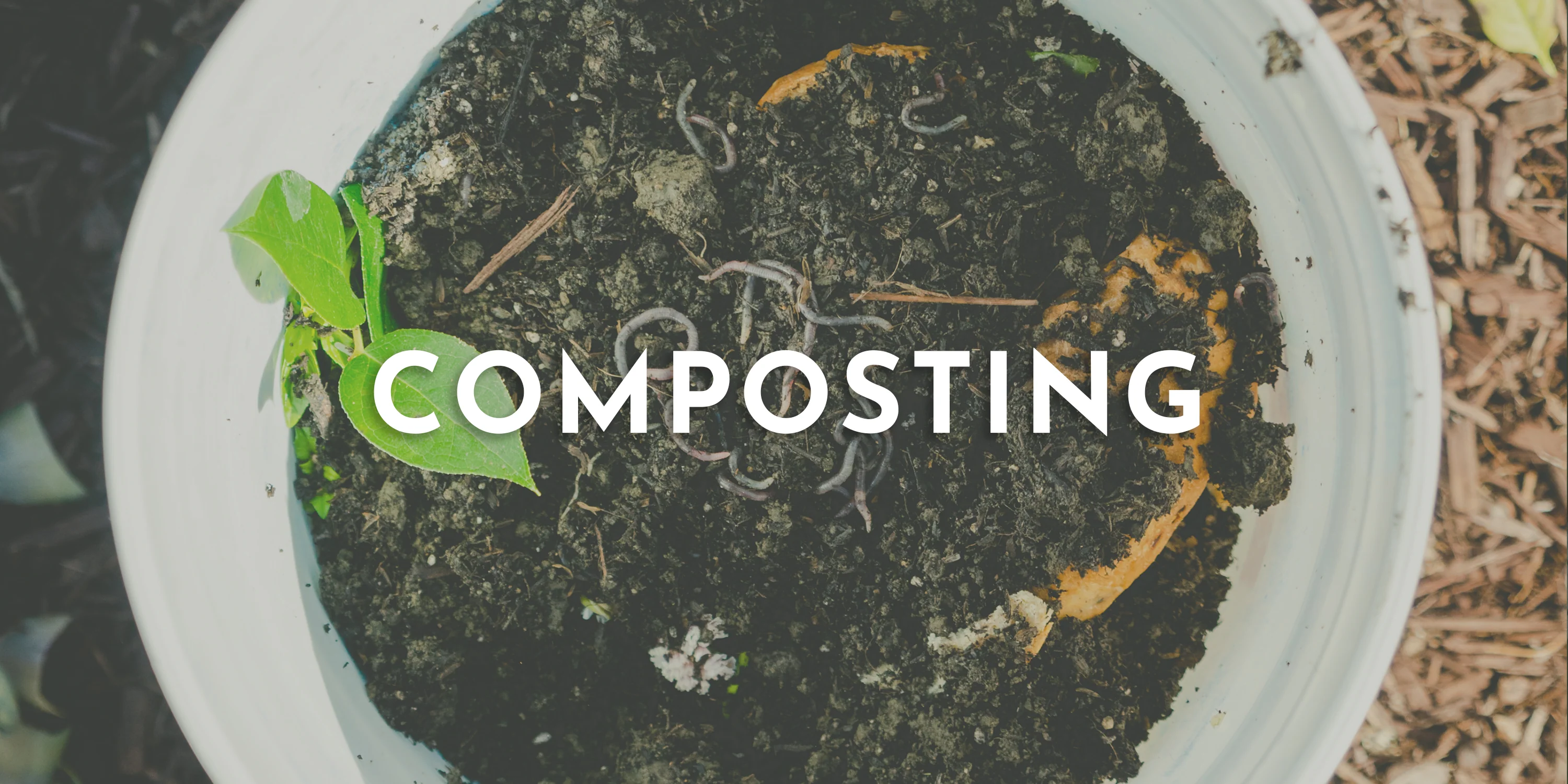 Composting for Beginners