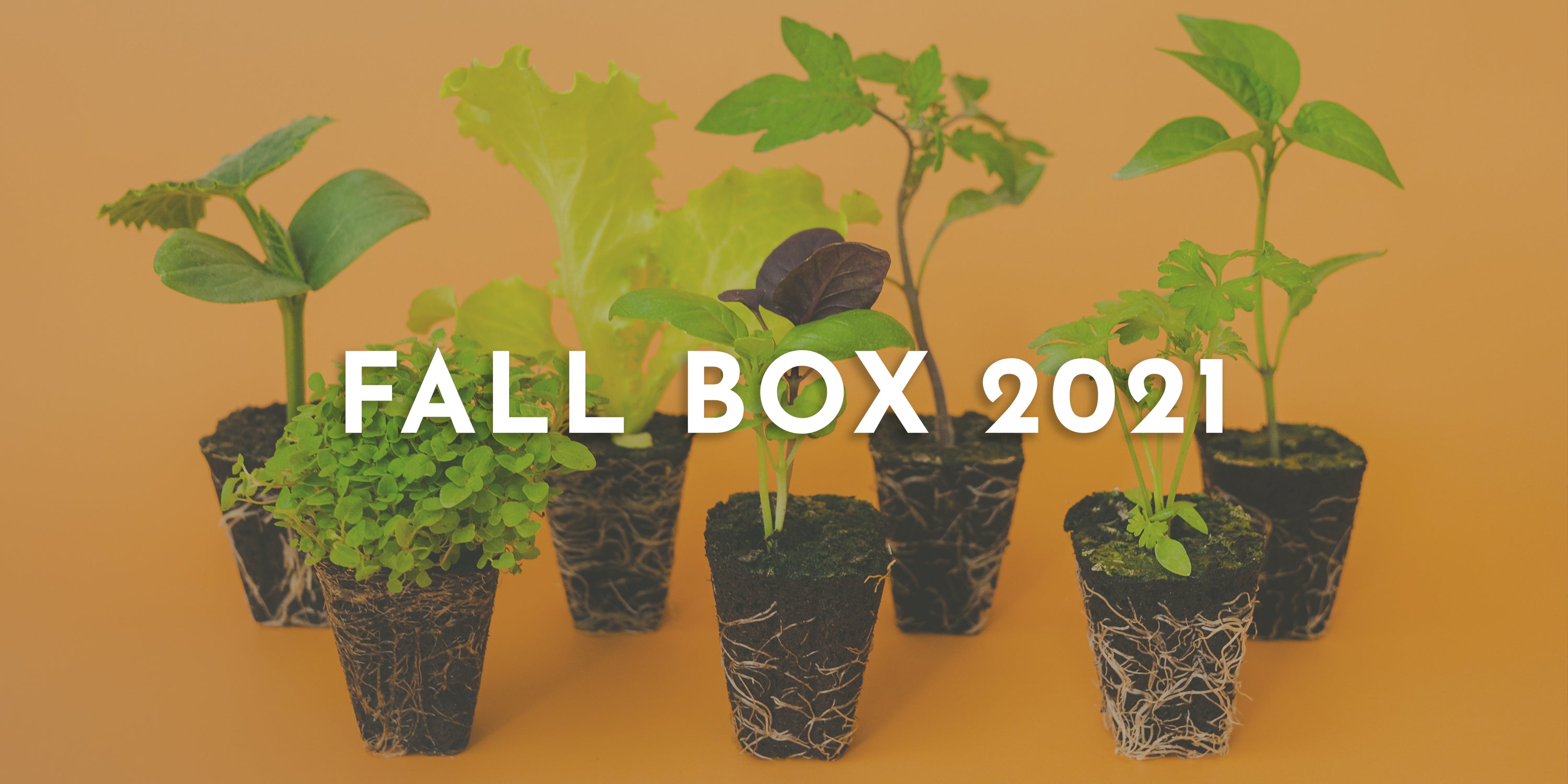 Fall Box 2021