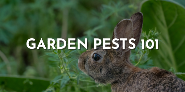 Garden Pests 101