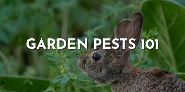 Garden Pests 101 – Leaf'd Box