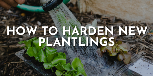 How to Harden New Plantlings