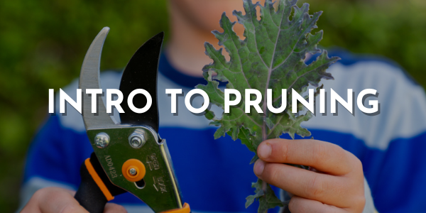 Intro to Pruning