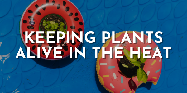 Keeping Plants Alive in the Summer Heat