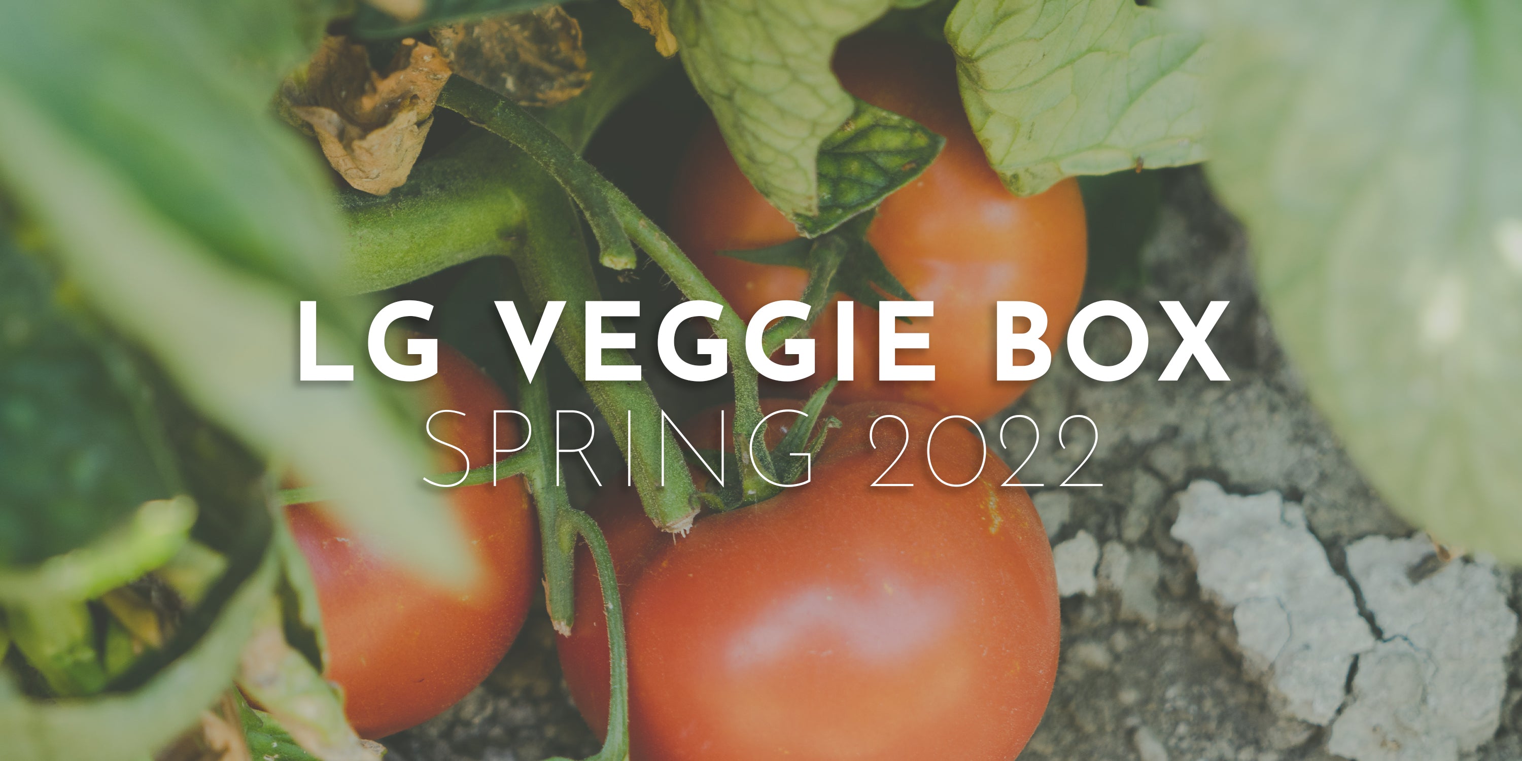 Large Veggie Box - Spring 2022