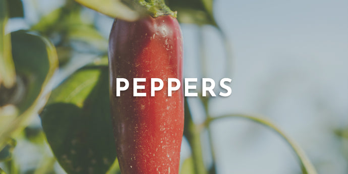 Sweet and Spicy Pepper Recipes