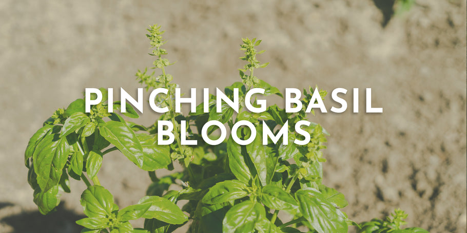Pinching Basil Blooms