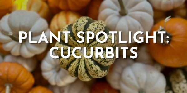Plant Spotlight: Cucurbit