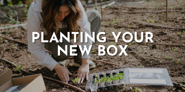 Planting Your New Box