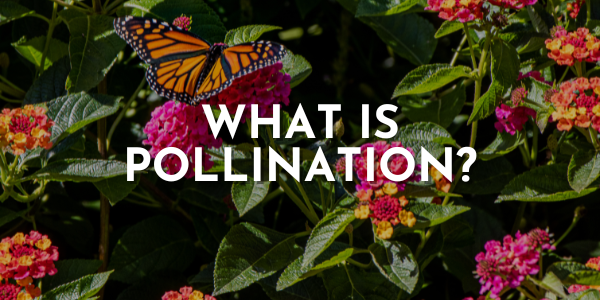 What is Pollination? Understanding How Plants Reproduce