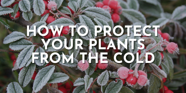 How to Protect Your Plants from the Cold