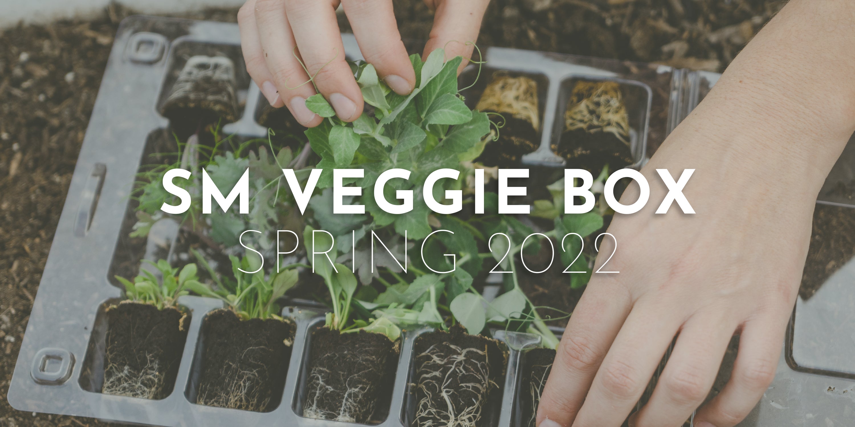 Small Veggie Box - Spring 2022