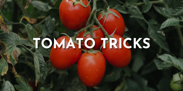 Tomato Tricks