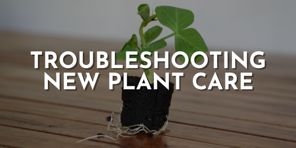 Biology of A Plantling: Troubleshooting New Plant Care