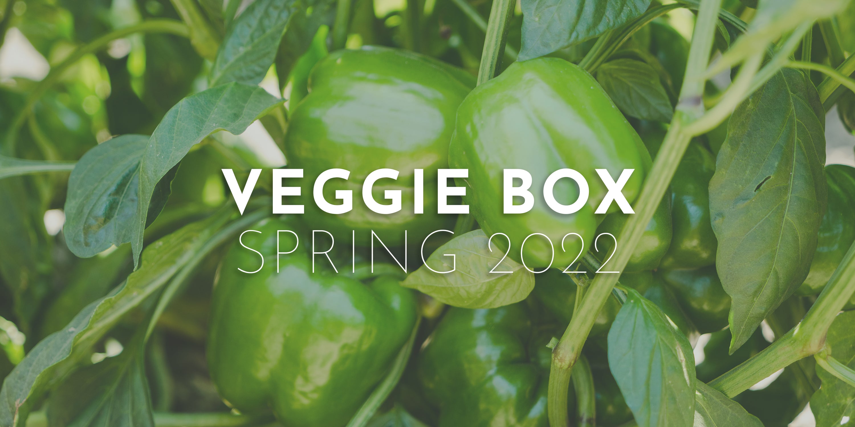 Medium Veggie Box - Spring 2022