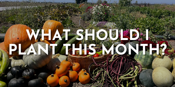 What Should I Plant This Month?