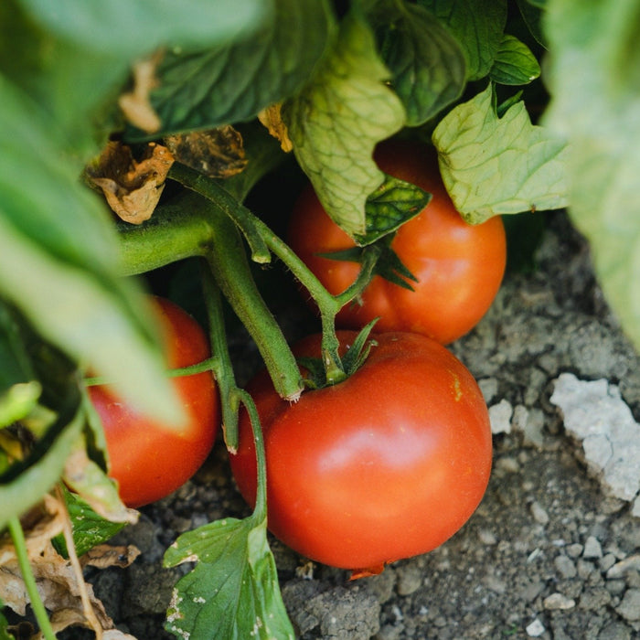 Garden Kits Region 1