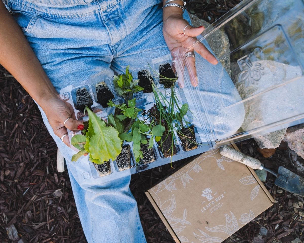 Person holding an open tray of young plants beside a Leaf’d Box package.