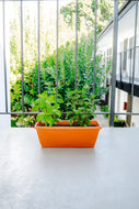 Windowsill Planter Kit with Plantlings