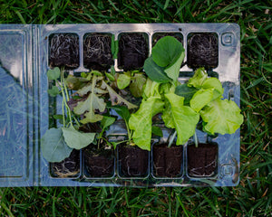 Small Plant Education Kit - Elementary (Fall)