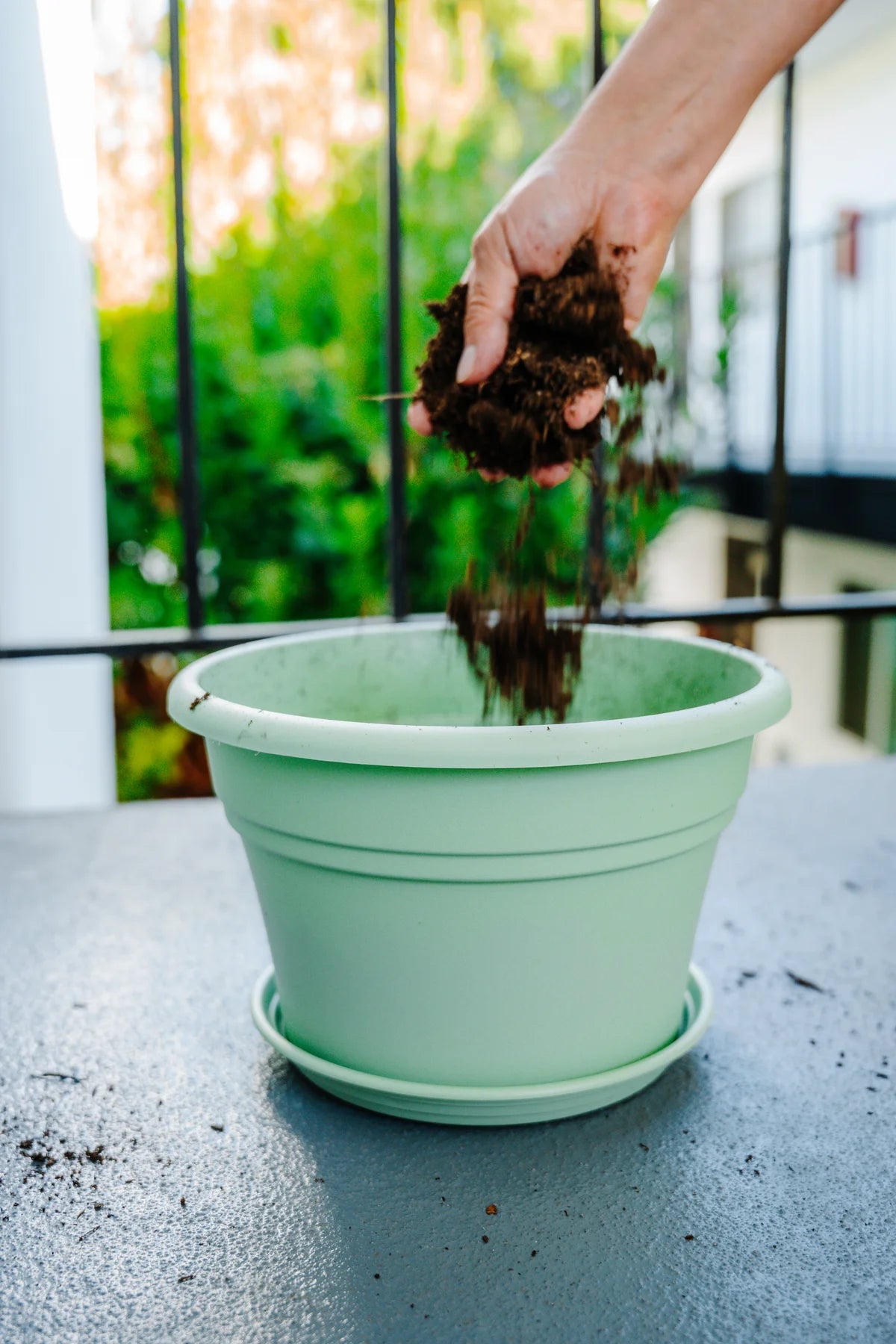 Flower Pot Kit with Plantlings