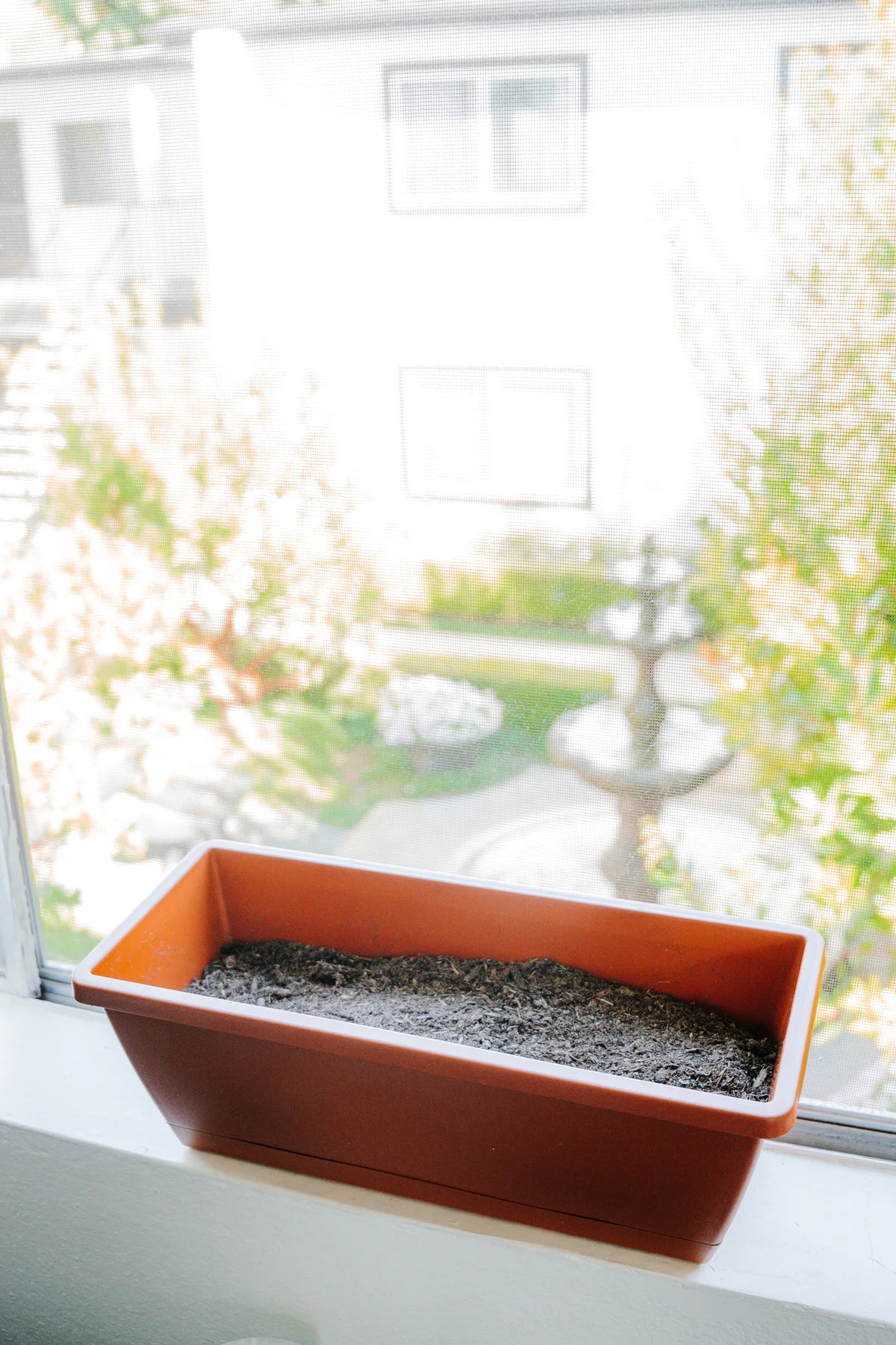 Windowsill Planter Kit with Plantlings