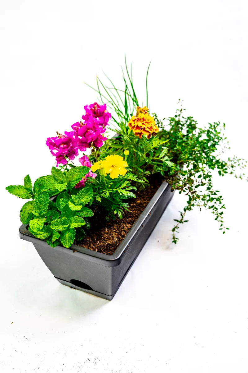 Windowsill Planter Kit with Plantlings