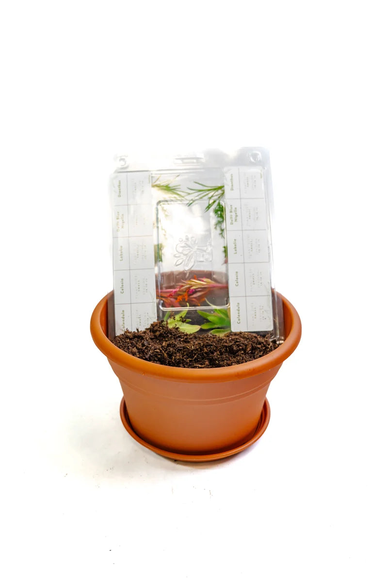 Flower Pot Kit with Plantlings