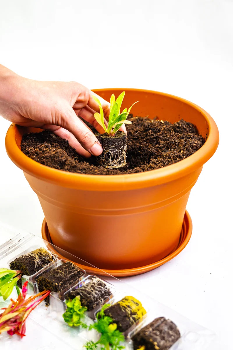 Flower Pot Kit with Plantlings