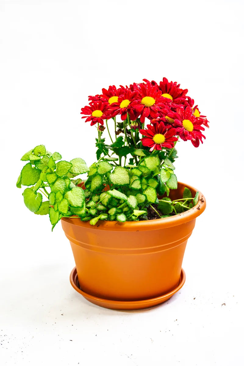 Flower Pot Kit with Plantlings
