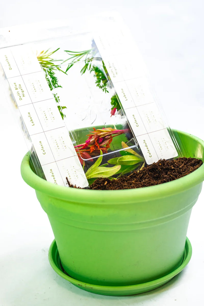 Flower Pot Kit with Plantlings