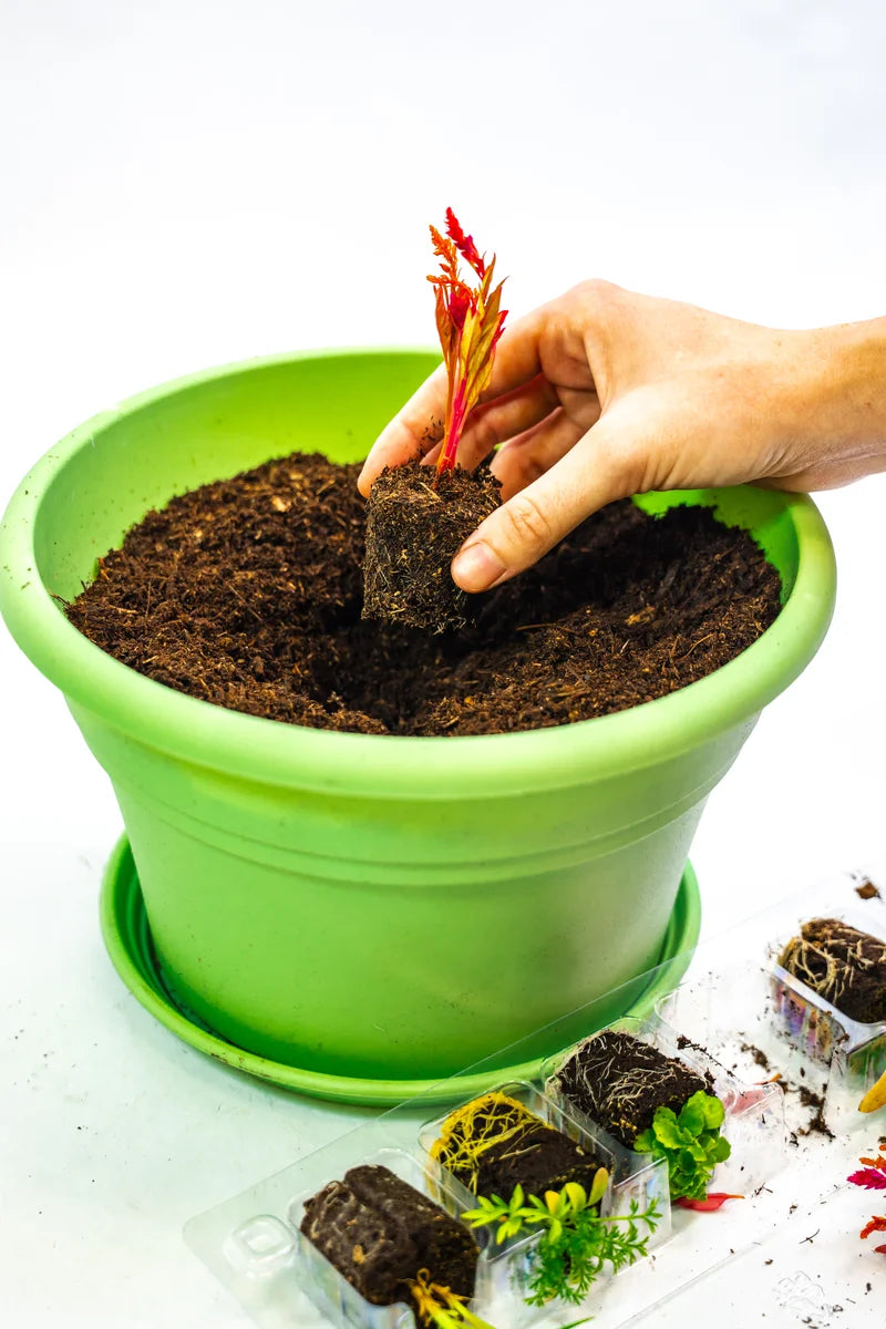 Flower Pot Kit with Plantlings