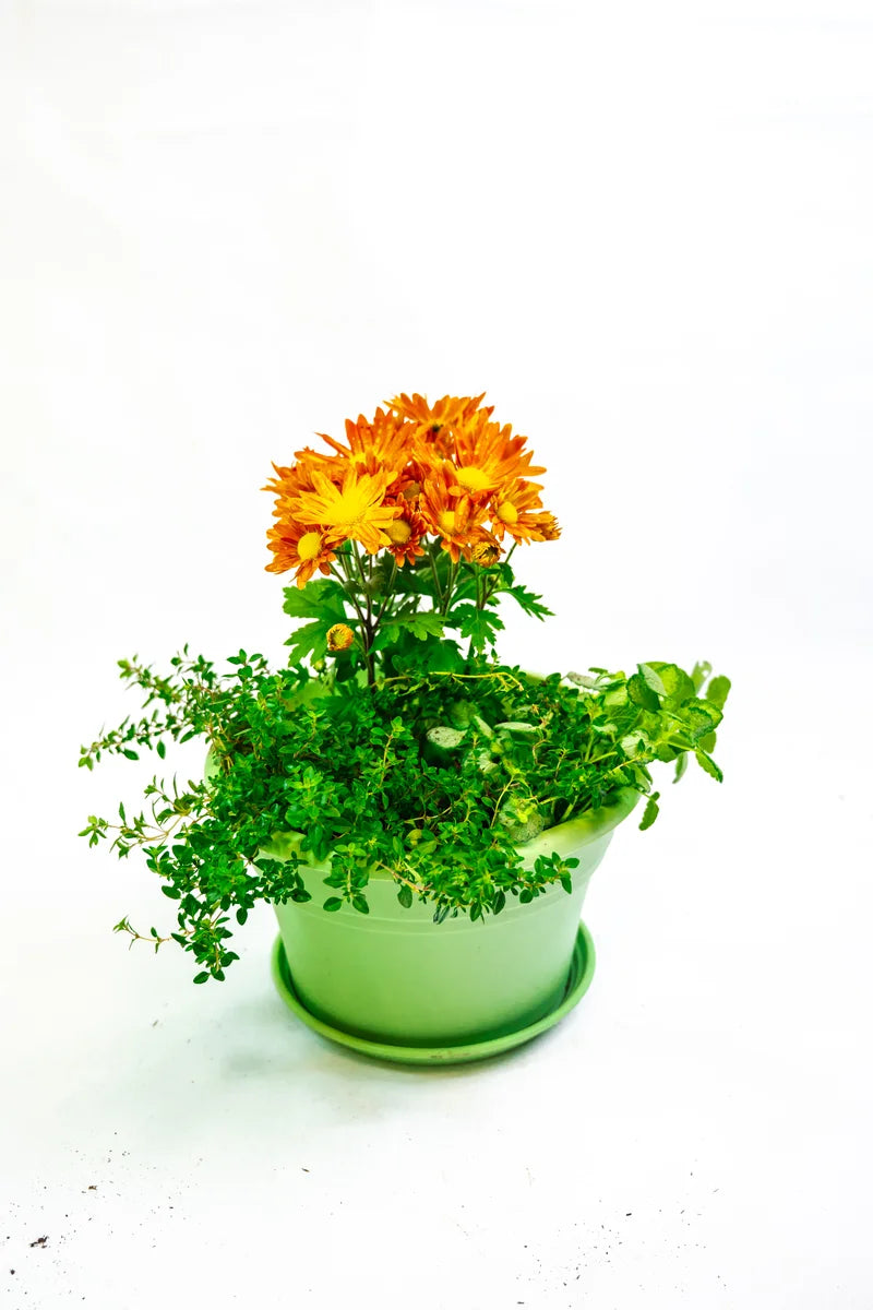 Flower Pot Kit with Plantlings
