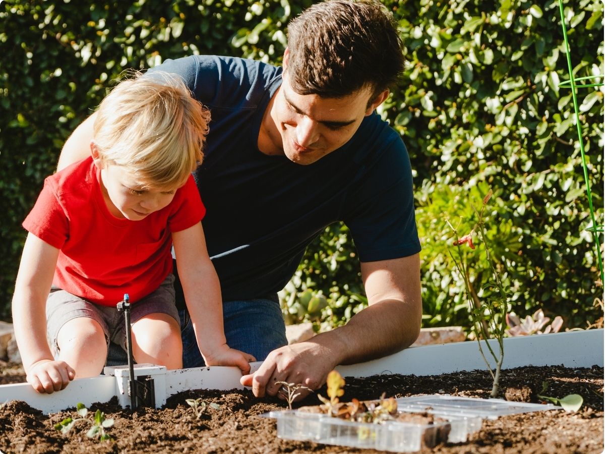 Father helping his young child plant seedlings in a raised garden bed.