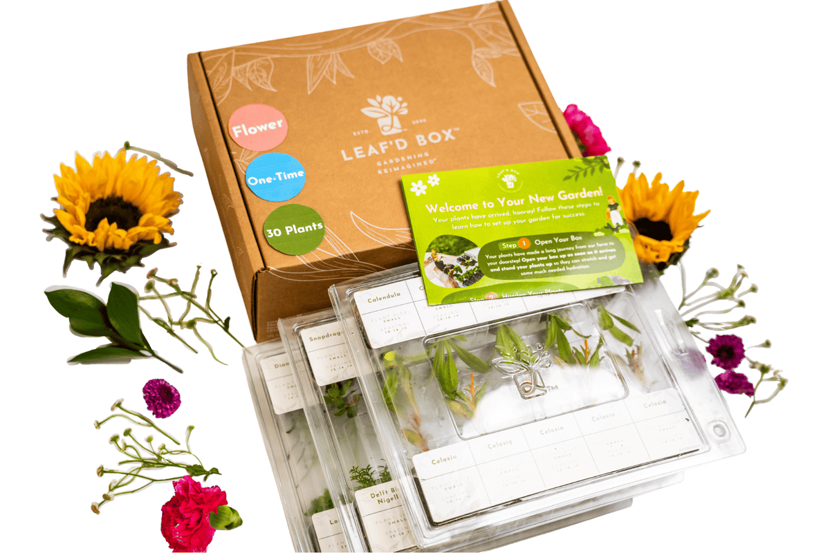 Medium Flower Box