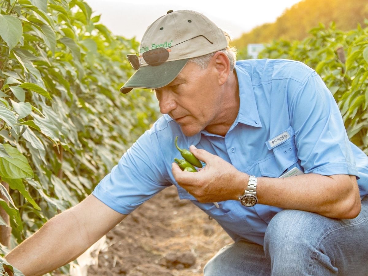 Franco Campana examining a pepper plant while kneeling in a field.