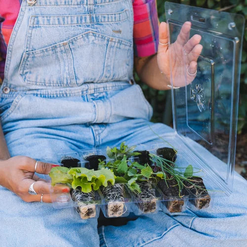 Seasonal Vegetable Garden Kit (Region 4)